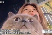 娱乐吃瓜猫咪视频,猫咪吃瓜视频大盘点